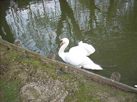 Estaminets flamands : Ferme auberge de l'Oiseau perdu à Merville